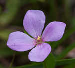 Fringed meadowbeauty